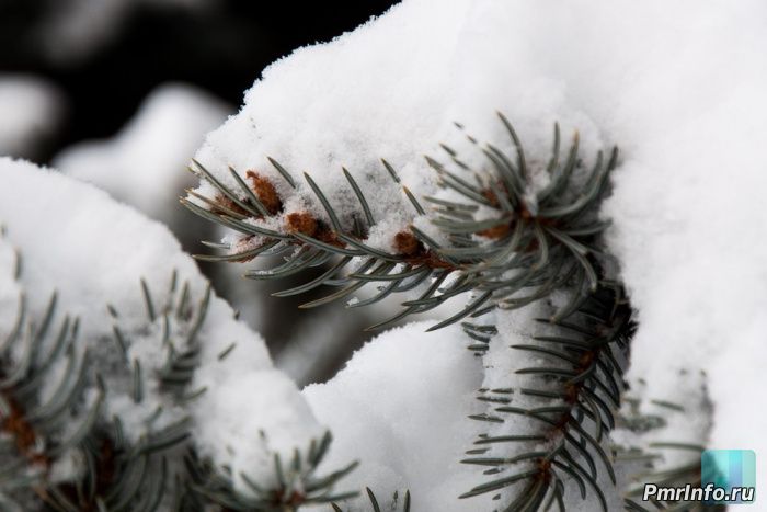 Погода, Приднестровье, 20 января,
