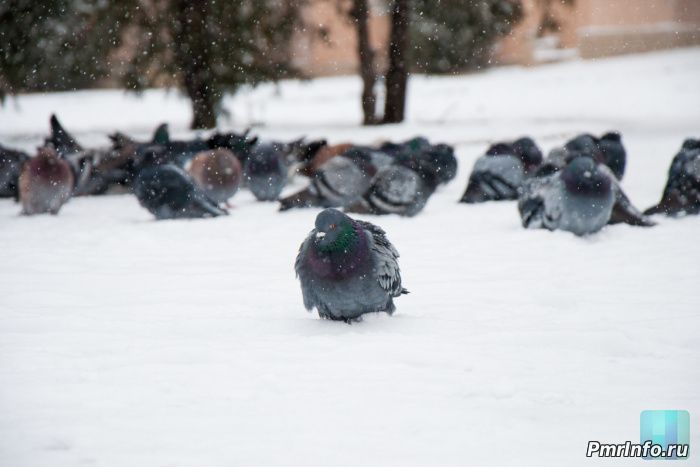 погода, прогноз, 22 января, Приднестровье,